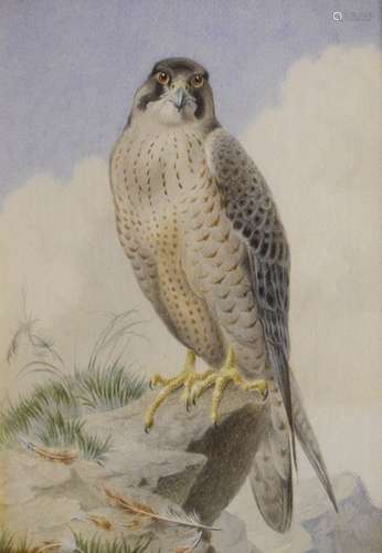 H. Garne - Watercolour - 'A young Peregrine Falcon', 28cm x 20.5cm, in a carved gilt gesso frame