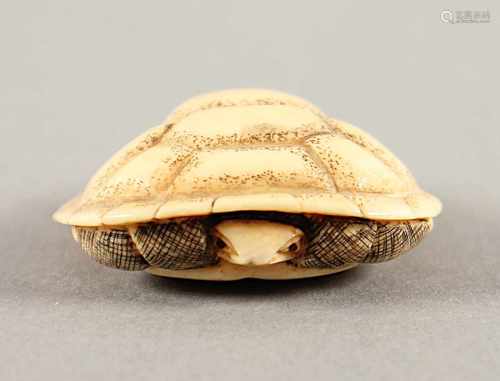 NETSUKE SCHILDKRÖTE, Elfenbein, die große Schildkröte hat sich vollständig in ihren Panzer