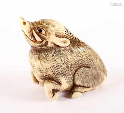 NETSUKE EBER, Elfenbein, Augen schwarzes Horn, mit angewinkelten Vorderläufen sitzt der Eber auf