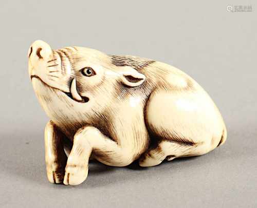 NETSUKE LIEGENDER EBER, Elfenbein, Augen schwarzes Horn, das große Tier liegt leicht seitlich auf