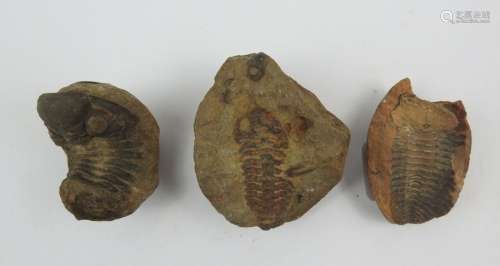 Fossiles. Lot de trois empreintes de trilobites. M…