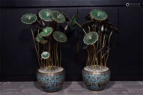 A Pair of Ancient Cloisonne Enamel Chinese Gilt Bronze Bonsais（Lotus）