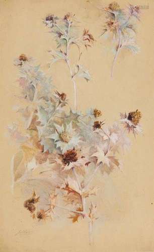 Georges-Jules-Victor Clairin, French 1843-1919- Study of thistles; watercolour, heightened with