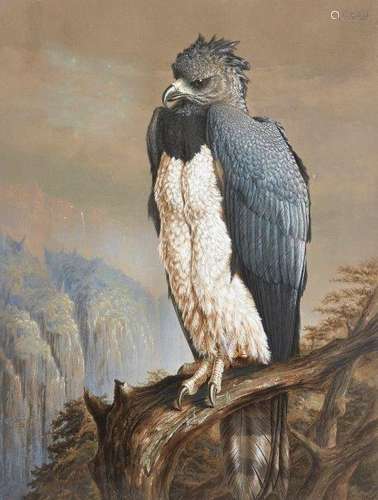 Harry Bright, British 1846-1895- A Harpy Eagle perched on a crag; watercolour, signed and dated