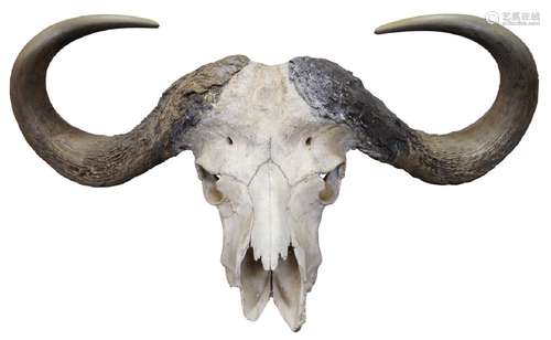 A large buffalo skull and horns, 43cm high x 98cm widePlease refer to department for condition