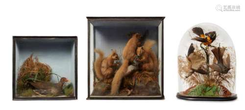 A Victorian taxidermists model of three red squirrels, formed in a natural setting with bracket