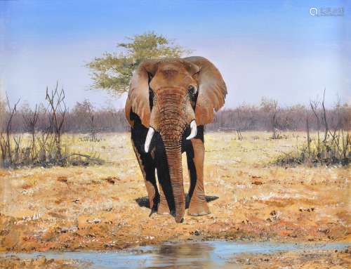 Pip McGarry (British b.1955), Single bull elephant