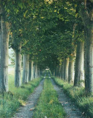 Marcus Lyon (British b.1965), The Tree Avenue, Provence 1996