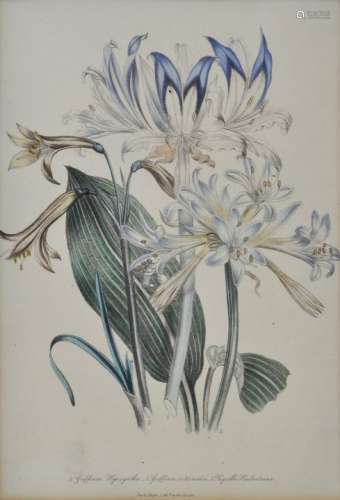 Drei botanische Darstellungen von Blumen, um 1840/45