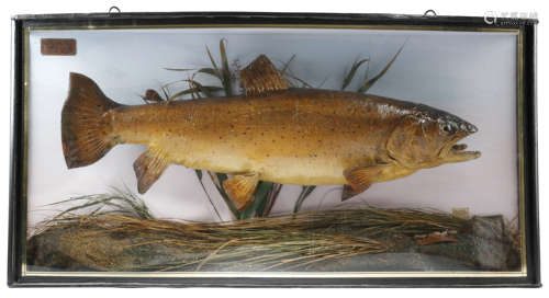 A BOWFRONT CASED TROUT LATE 19TH CENTURY preserved by R. Allder, Naturalist in Newbury,with a