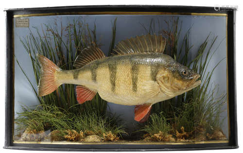 TAXIDERMY. AN EDWARDIAN CASED PRESERVED PERCH BY J. COOPER & SONS mounted in a naturalistic setting,