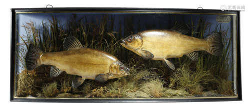 TAXIDERMY. AN EDWARDIAN CASED PAIR OF PRESERVED TENCH IN THE MANNER OF COOPER EARLY 20TH CENTURY