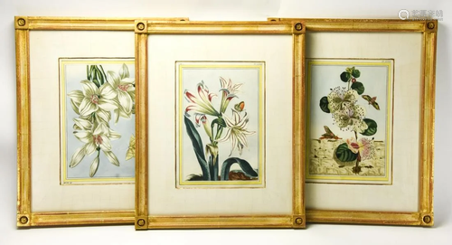 Trio Antique 18th C Botanical Framed Engravings