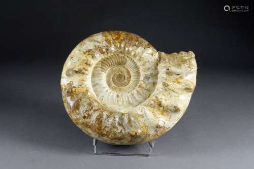 Grande Ammonite Fossilisée Et …