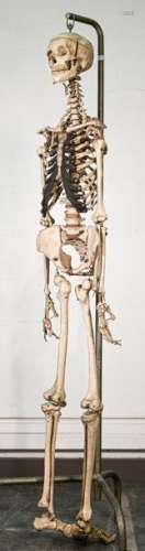 Squelette médical à taille humaine en résine H. 17…