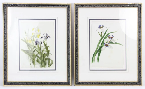 Two Hand Colored Chromolithographs of Flowers