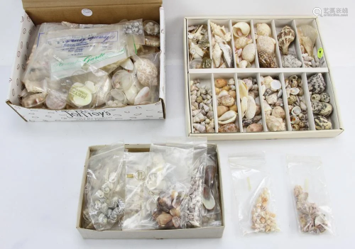 Large Collection of Small Sized Seashells