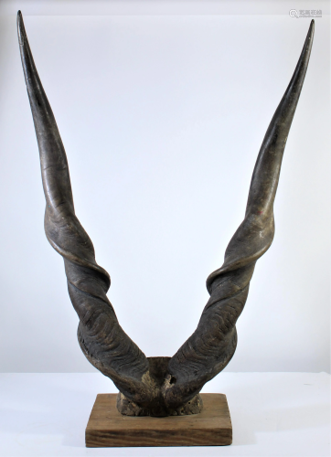 Giant South African Eland Antelope Horns