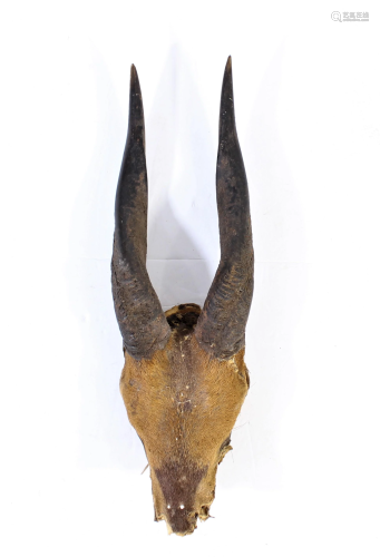 African Small Antelope Head and Horns