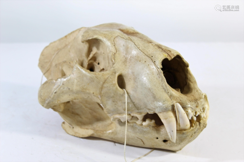East African Lion's Skull