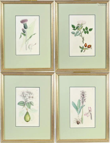 (4) 20th Century Botanical Prints