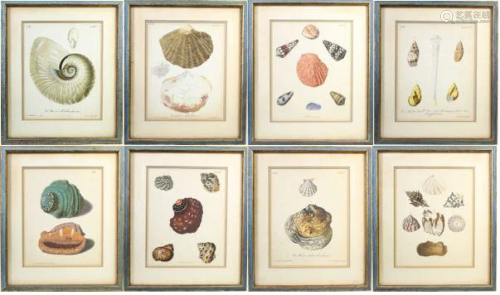 Collection of (8) Colored Shell Lithographs
