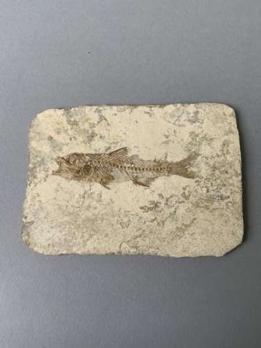 Poisson fossile sur plaque. 11,4 cm x 8,1 cm. Eocène (Environ 30 à 50 millions [...]