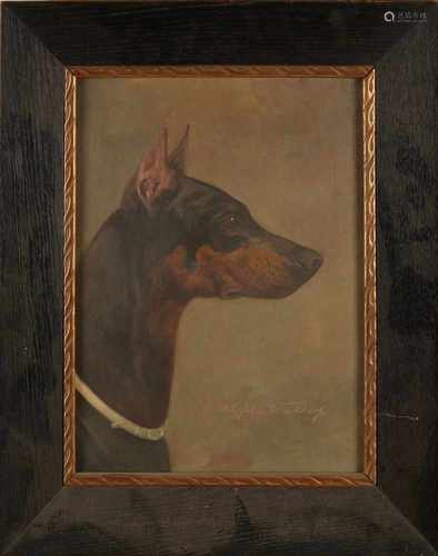 Wilhelm Westerop. 1876 - 1954 German School. Doberman Pincher. Oil on linen. Size: 41 x H, B 33