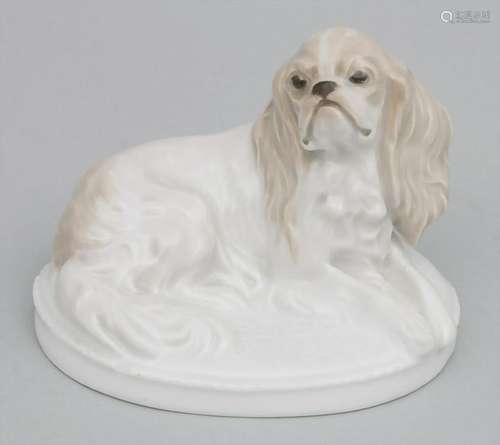 Liegender Cavalier King Charles Spaniel / A reclining