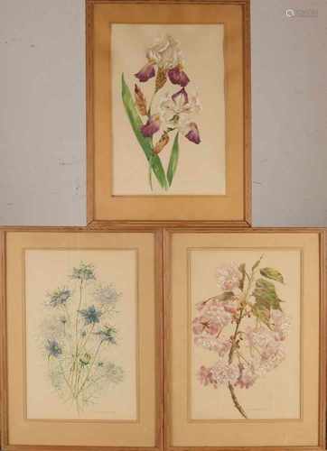 Marta Astfalck-Vietz. 1901- 1994. Three times botanical watercolors. Size: 40 x H, B 25 cm. In