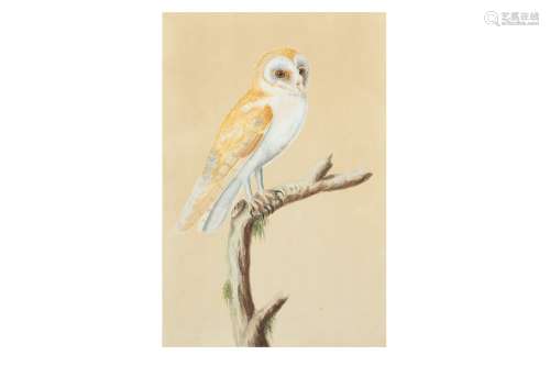 A STUDY OF AN INDIAN BARN OWL (TYTO ALBA)