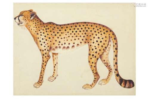 A STUDY OF A CHEETAH AFTER THE IMPEY ALBUM