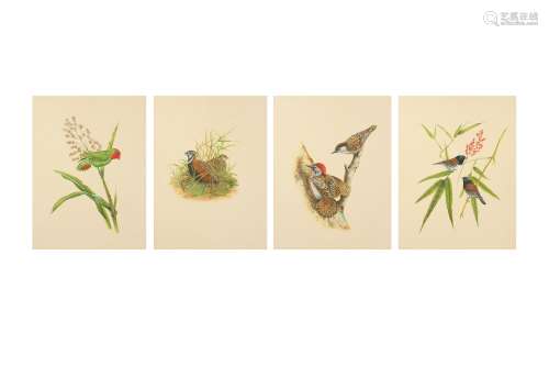 FOUR STUDIES OF BIRDS IN THEIR NATURAL HABITAT