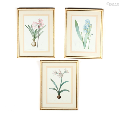 Three Framed Botanical Prints after RedoutÃ©