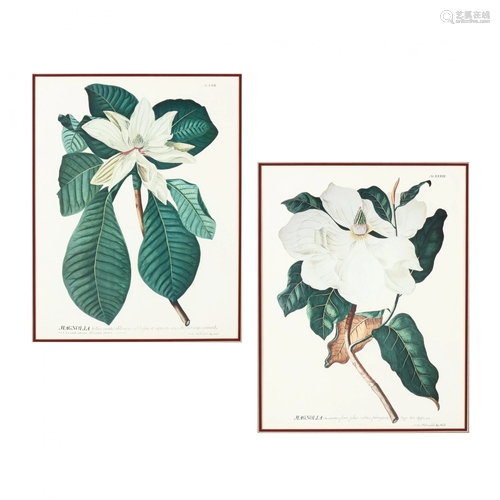 Pair of Framed Decorative Magnolia Prints