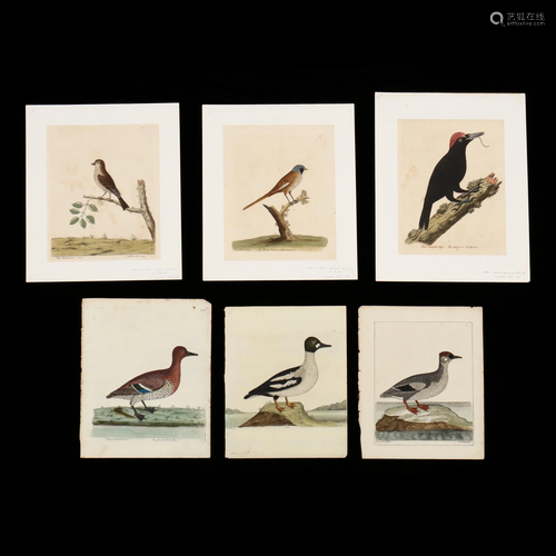 Six 18th Century Eleazar Albin Avian Prints