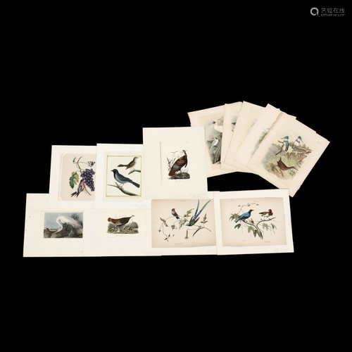 Thirteen Antique Bird Prints, Includes Three Audubon