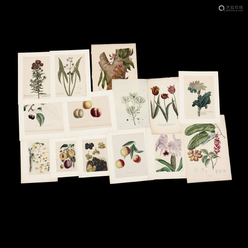 Varied Grouping of Fourteen Botanical Prints