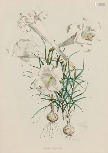 [LILIES]. 4 prints from H. J. Elwes's A Monograph On