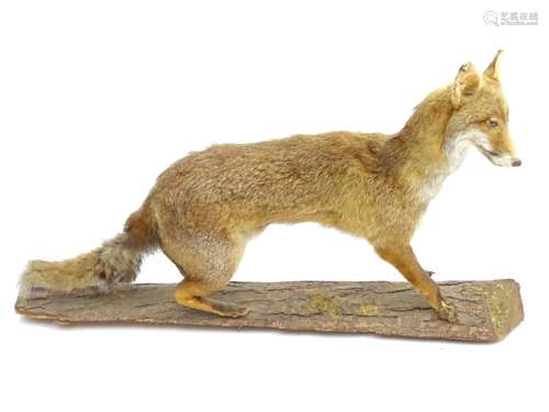 Taxidermy: an early 20thC full mount of a Red Fox (Vulpes Vulpes), upon a pine log, 43