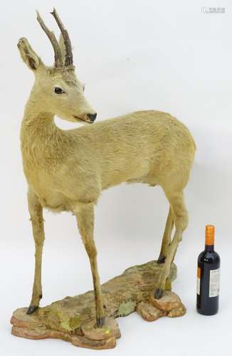 Taxidermy: an early 20thC continental full mount of a Roebuck (Capreolus Capreolus),