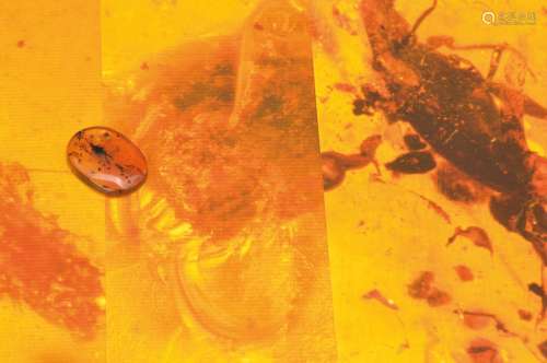 oldest amber of the Cretaceous of the Burmese