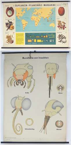 Two 20thC German school educational classroom wall hanging printed display scrolls,