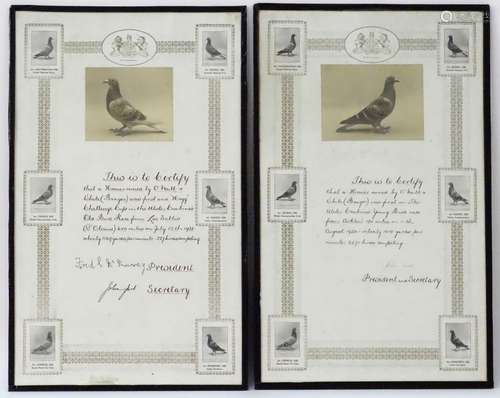 Two framed Pigeon Racing winner's certificates, pertaining to the 'Ulster Combine's Old Bird Race',