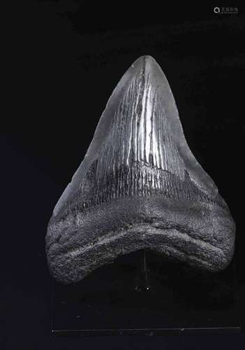 Dente fossile di squalo Megalodon,