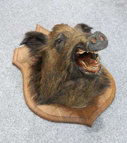 TAXIDERMY: EUROPEAN WILD BOAR