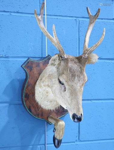 TAXIDERMY: BUCK DEER