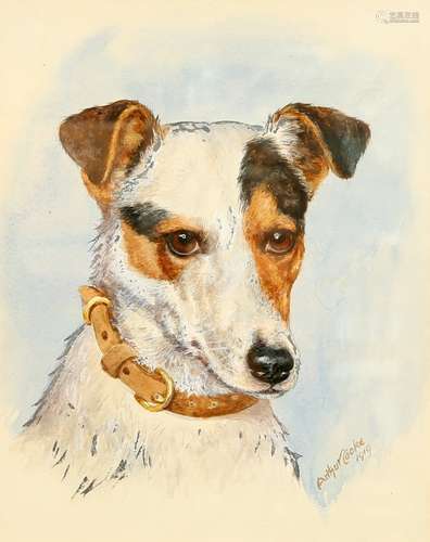 ARTHUR COOKE, STUDY OF A JACK RUSSELL