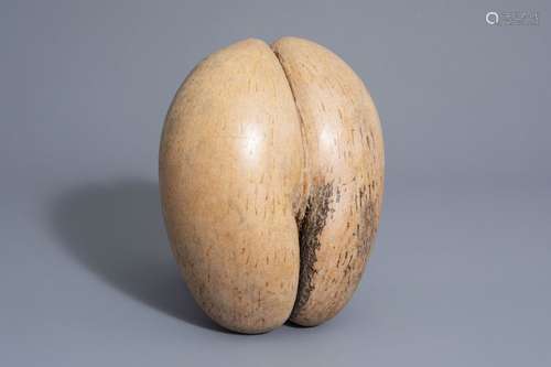 A sea coconut or coco de mer (lodicea maldivica), ...