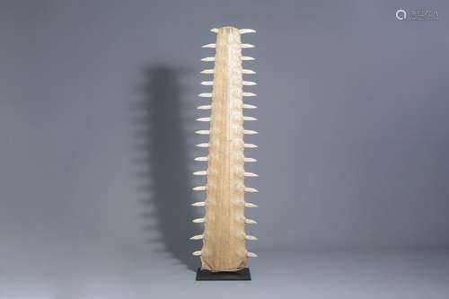 A sawtooth of a sawfish on a stand, first half of ...